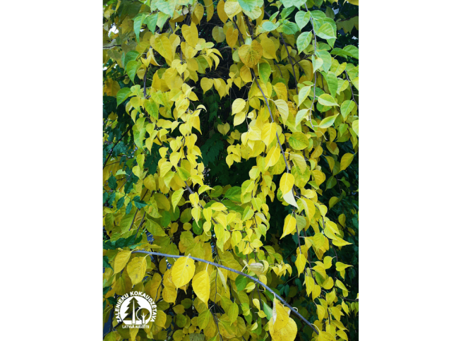 Celastrus orbiculatus   'Diana'